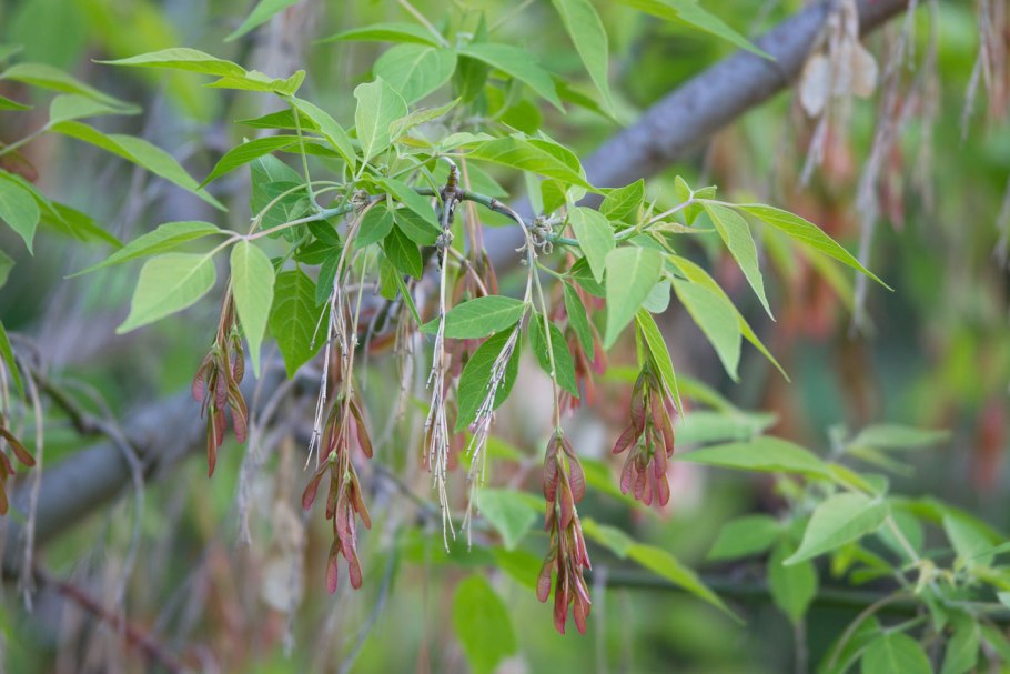 Клен ясенелистный (Ácer negúndo)