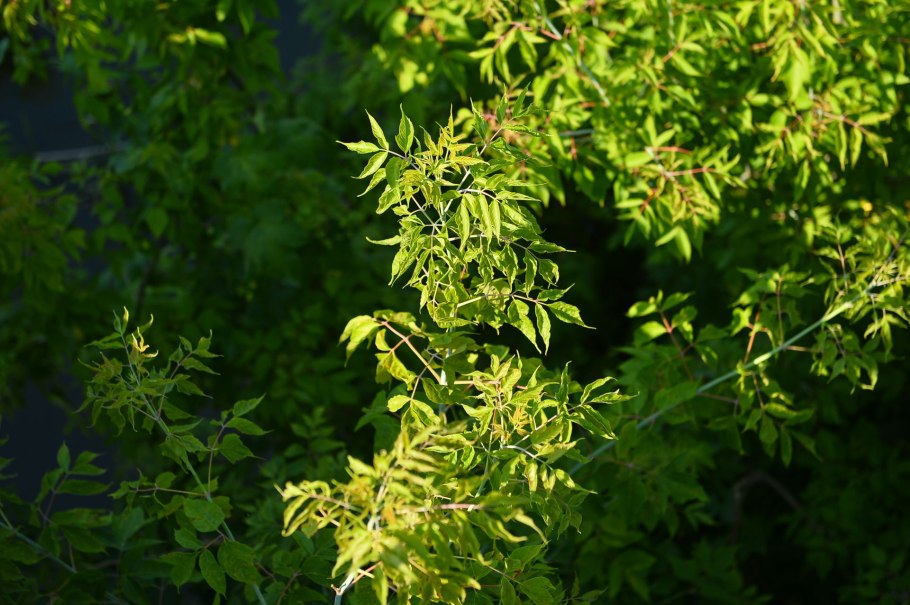 Клен американский (Acer negundo).