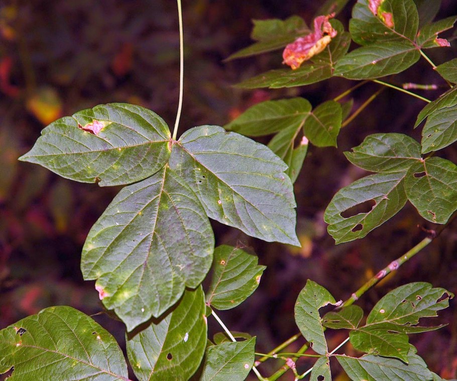 Клён ясенелистный вертолетики