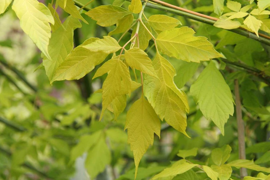 Клен ясенелистный (Acer negundo)