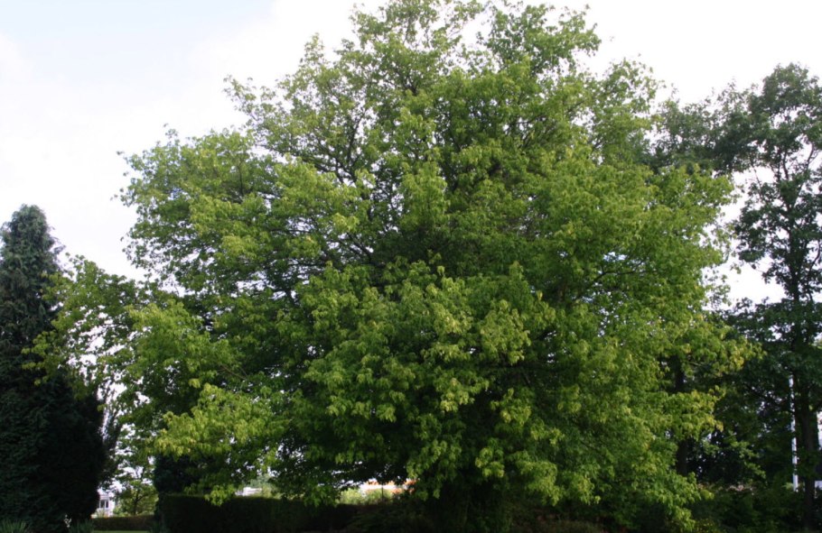 Клён ясенелистный Ácer negúndo