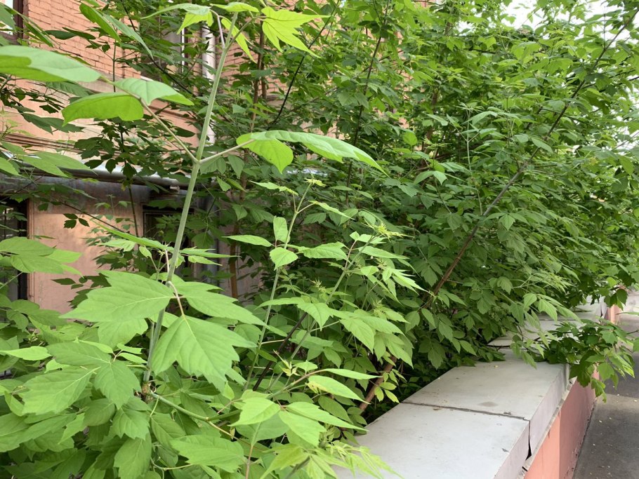 Клен ясенелистный кустарник