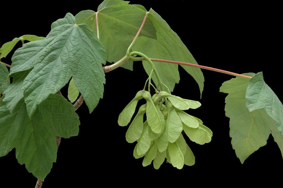 Клен ясенелистный (Acer negundo)