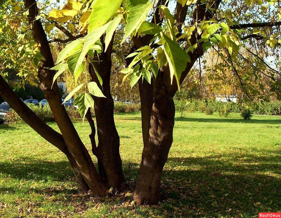 Клён ясенелистный Ácer negúndo