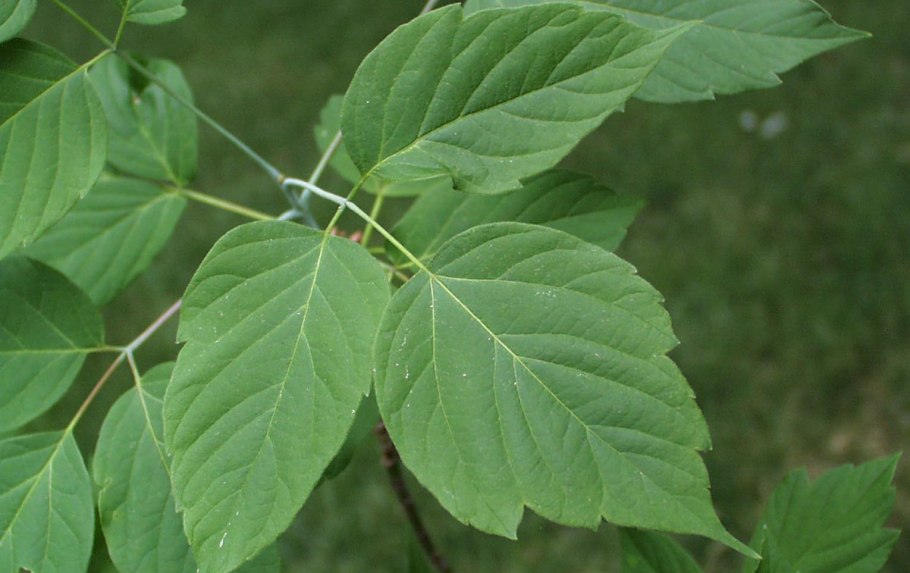 Клен ясенелистный побег