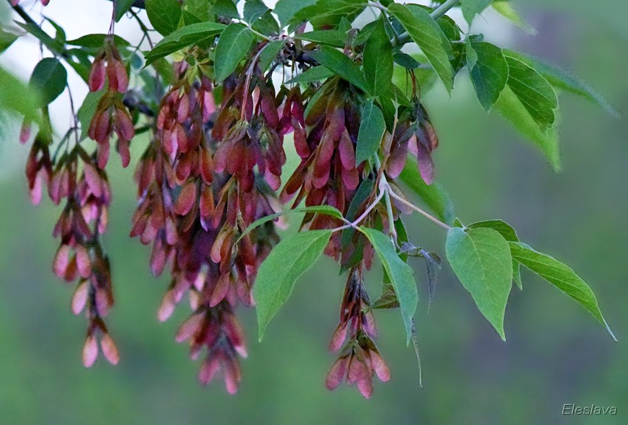 Клен ясенелистный