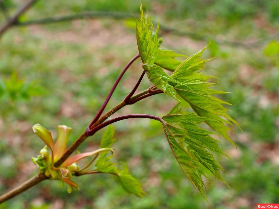 Клен ясенелистный