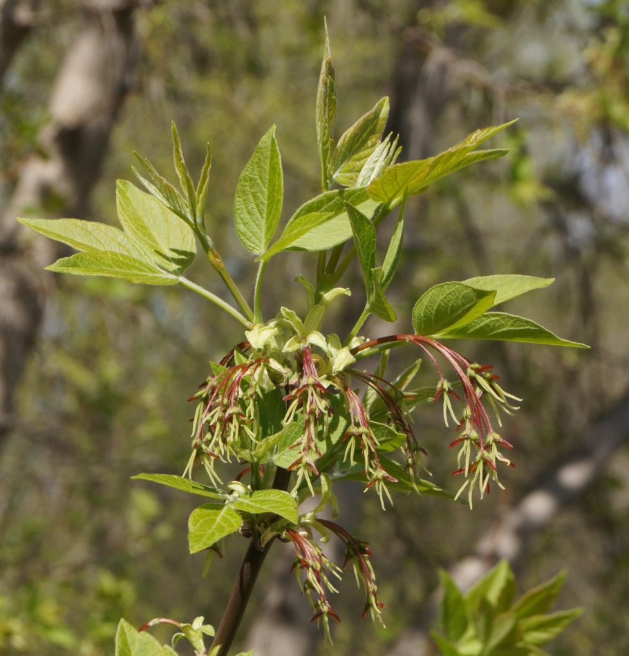 Клен ясенелистный дерево