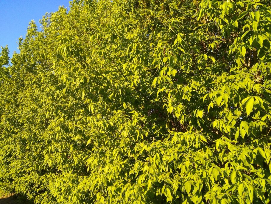 Клен ясенелистный побег