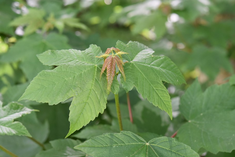 Клен ясенелистный