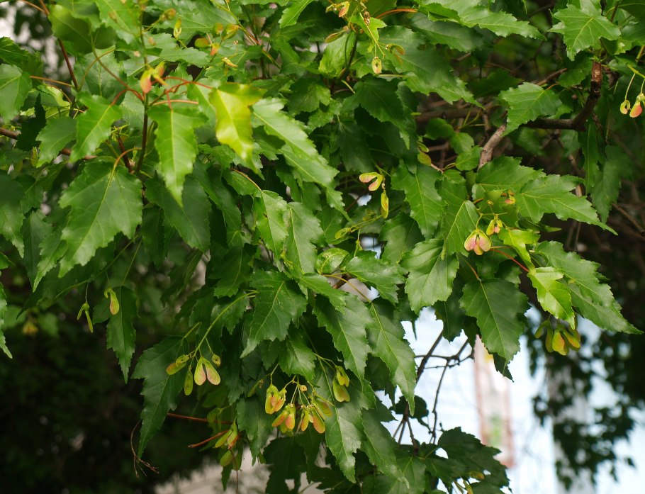 Клен ясенелистный куст