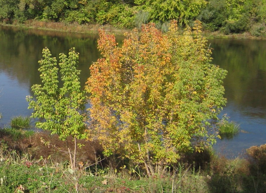 Ясенелистный клен