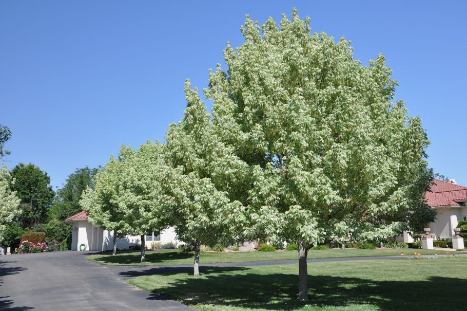 Клен ясенелистный