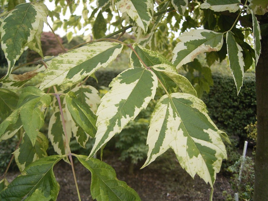 Клён ясенелистный вертолетики