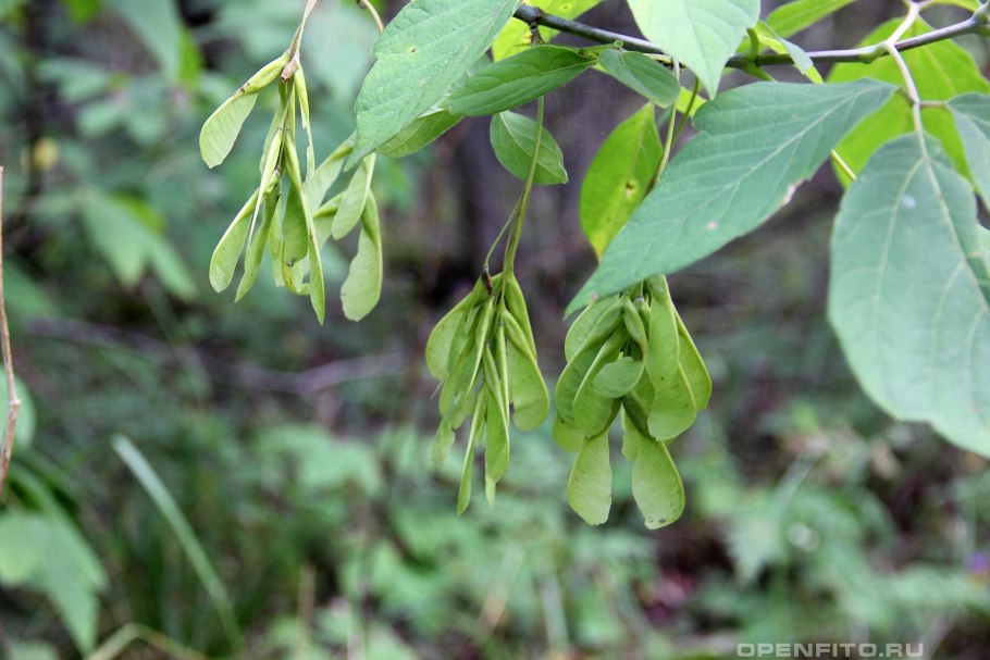 Клен американский ясенелистный