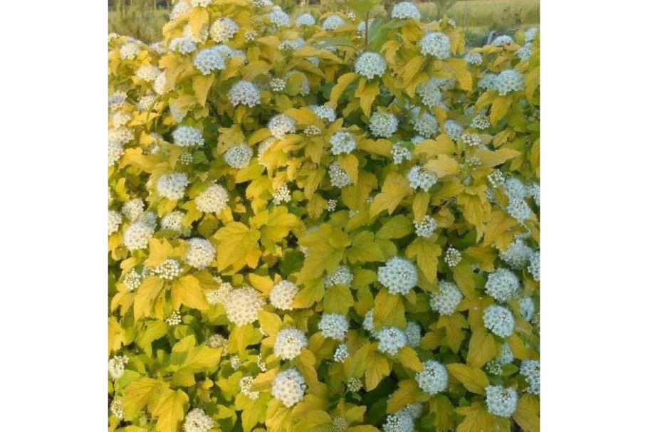 Пузыреплодник калинолистный Andre