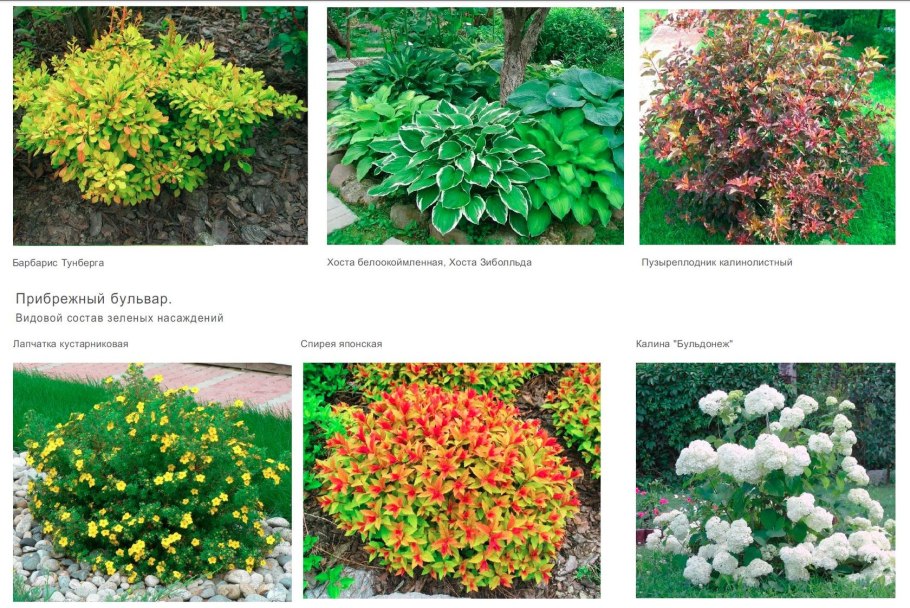 Туя, дерен, пузыреплодник