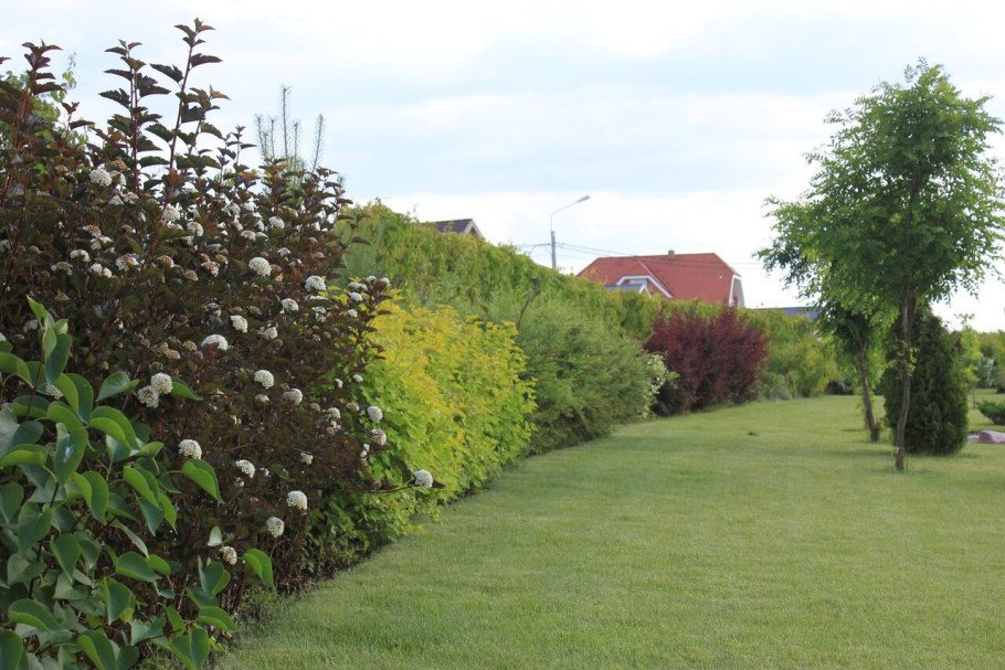 Пузыреплодник Ауреа