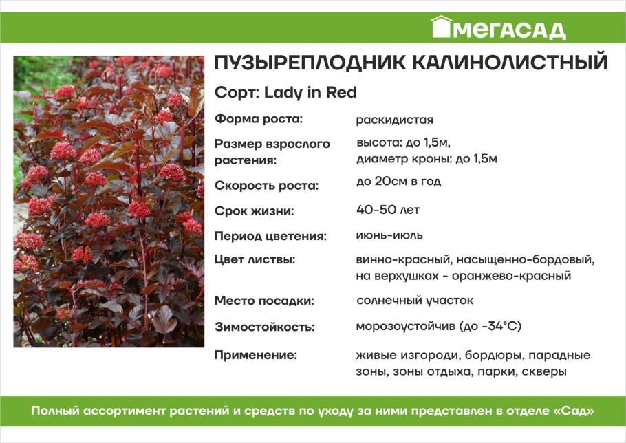 Дерен пузыреплодник Барбарис