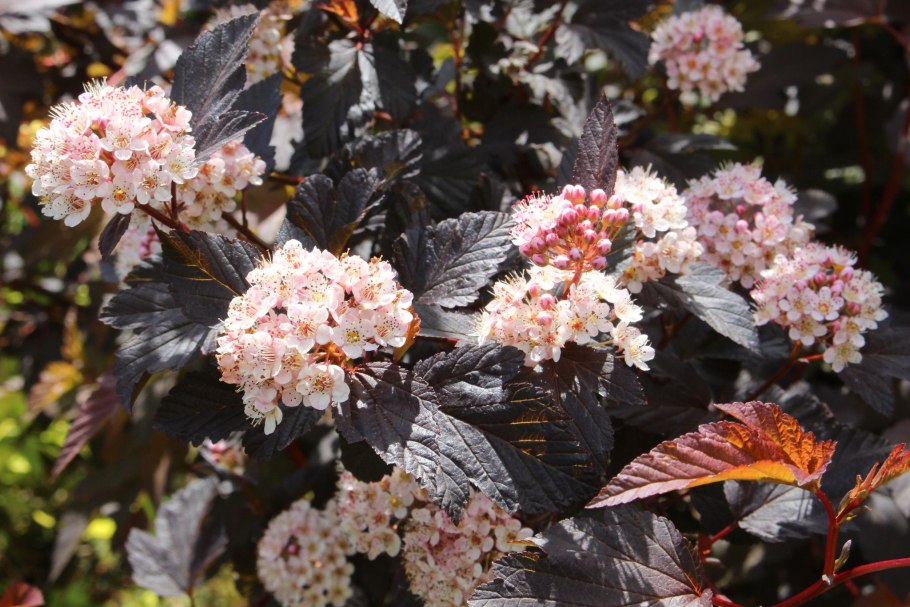 Пузыреплодник Mindia diable dor