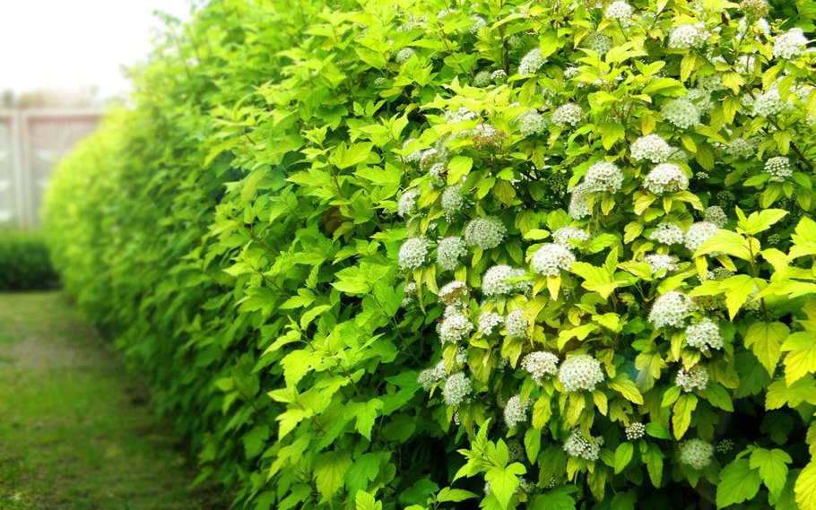 Гортензия метельчатая praecox