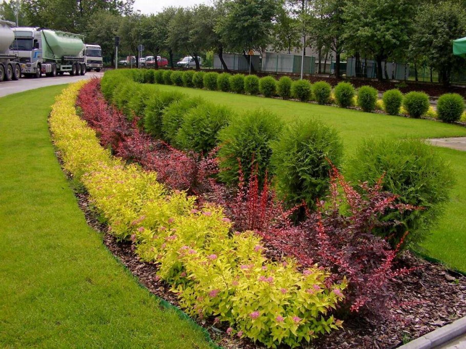 Кизильник Живая изгородь