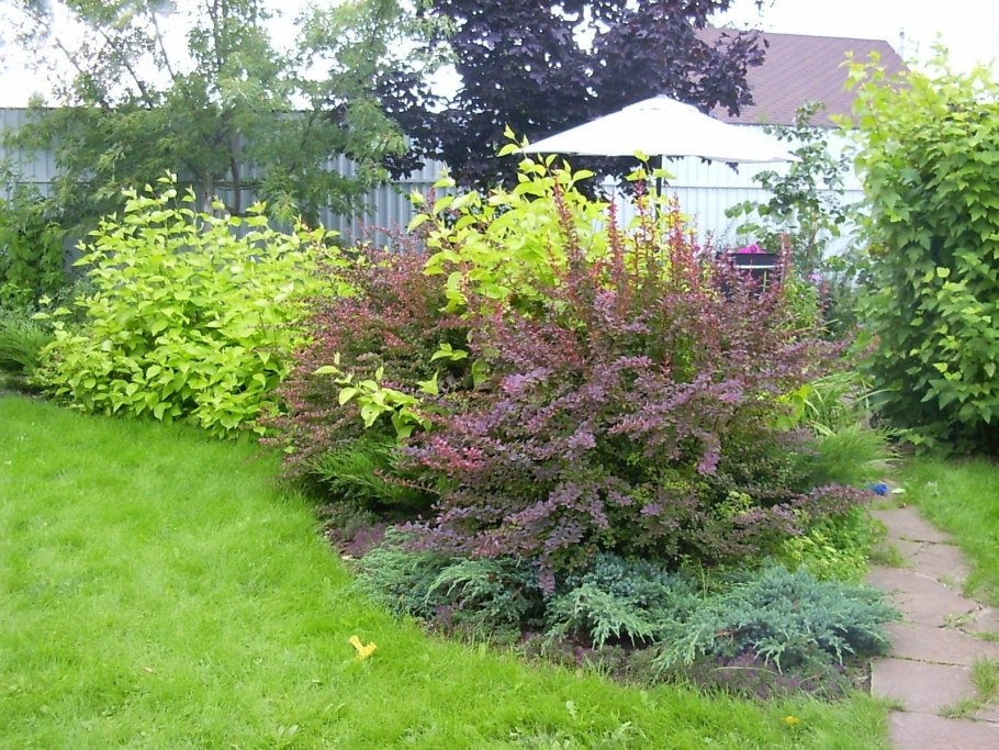 Пузыреплодник калинолистный Physocarpus opulifolius Andre