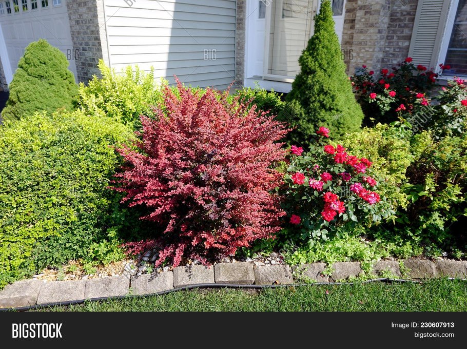 Пузыреплодник Лютеус