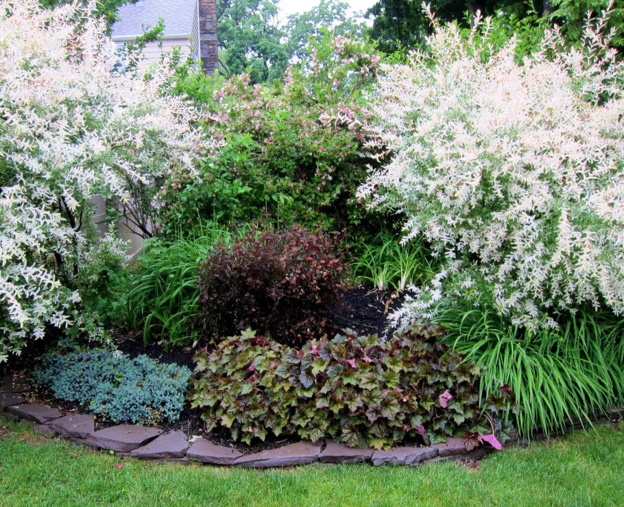 Пузыреплодник ждеховице