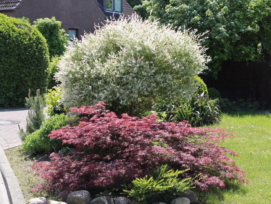 Physocarpus_opulifolius_Hedge