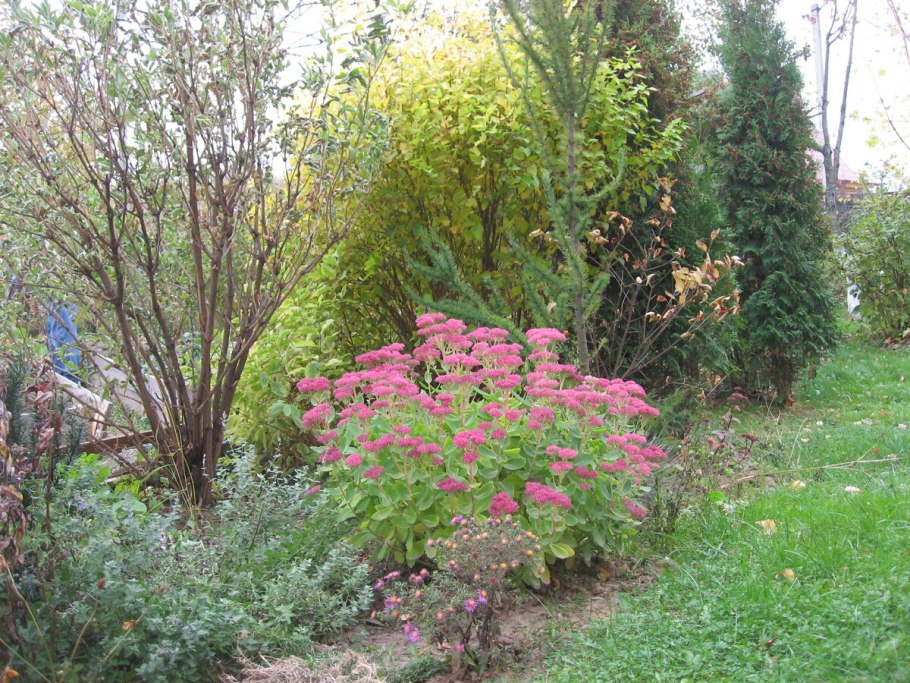 Пузыреплодник леди ин ред описание