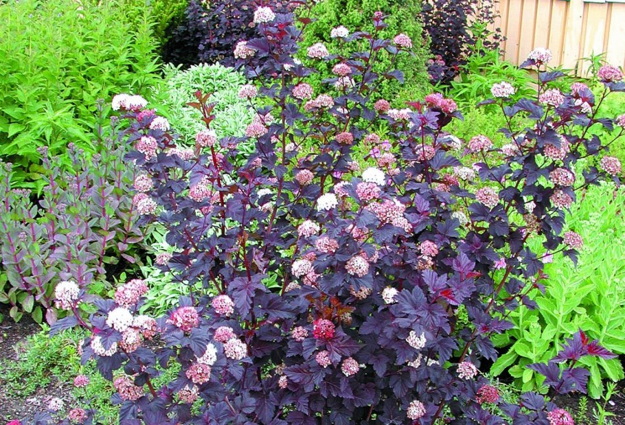 Пузыреплодник калинолистный Диаболо