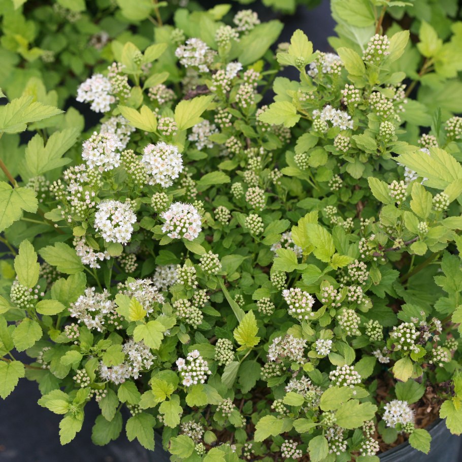 Дерен белый Элегантиссима Живая изгородь