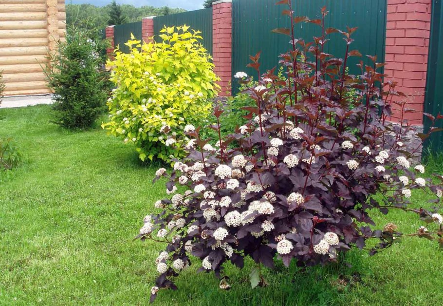 Чубушник Вангутта