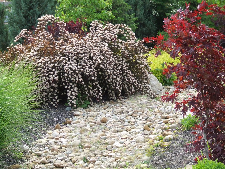 Пузыреплодник калинолистный ред Барон