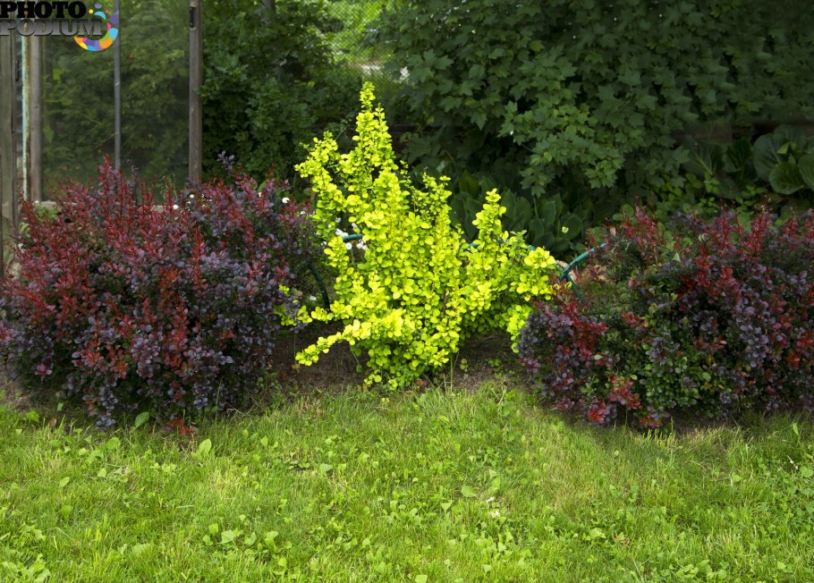 Пузыреплодник калинолистный диабло