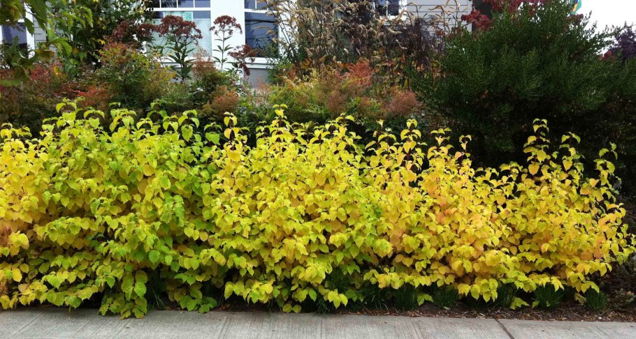 Барбарис Тунберга в композициях