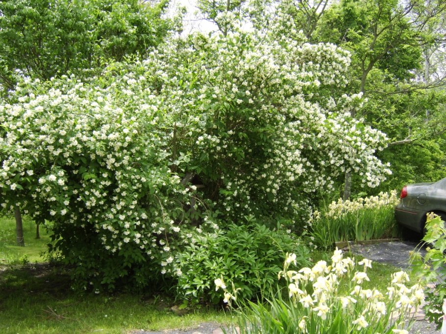 Пузыреплодник в миксбордере