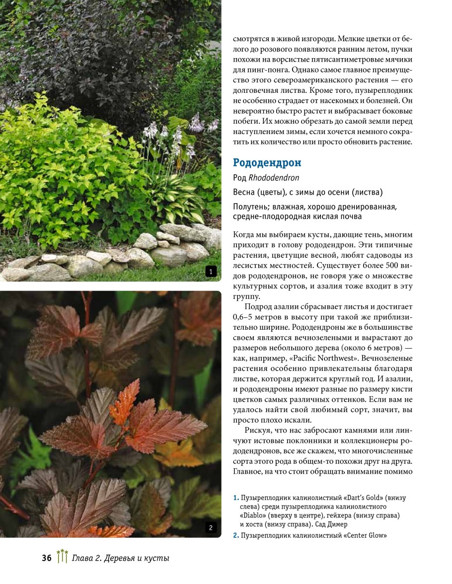 Пузыреплодник Барбарис дерен Живая изгородь