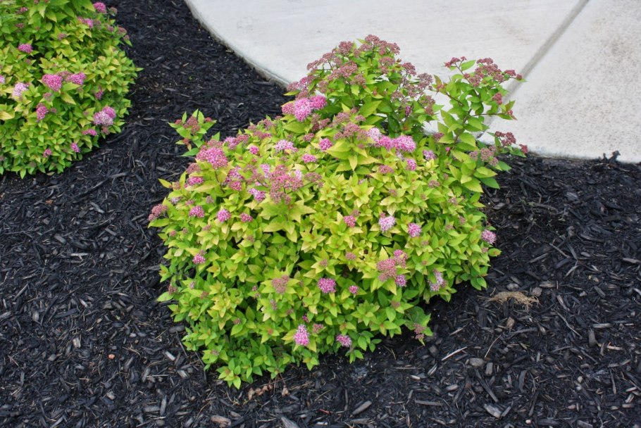 Дерен Ауреа Элегантиссима