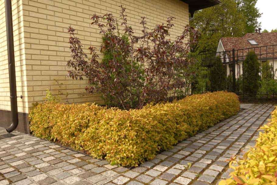 Форзиция спирея Барбарис