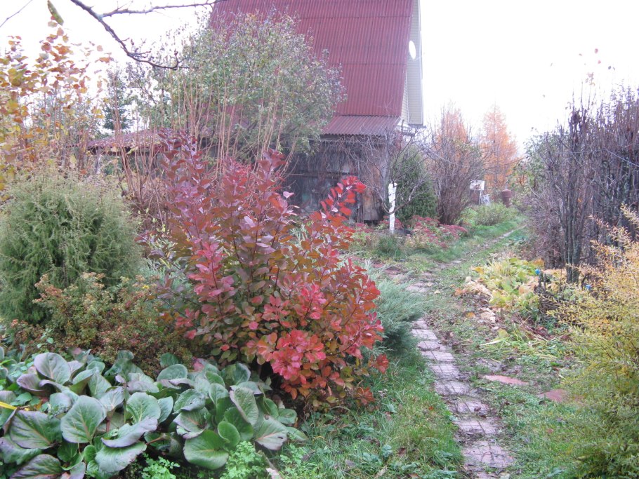 Барбарис Тунберга Атропурпуреа изгородь