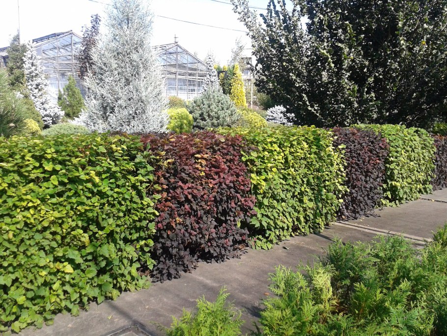 Дерен Ауреа Элегантиссима