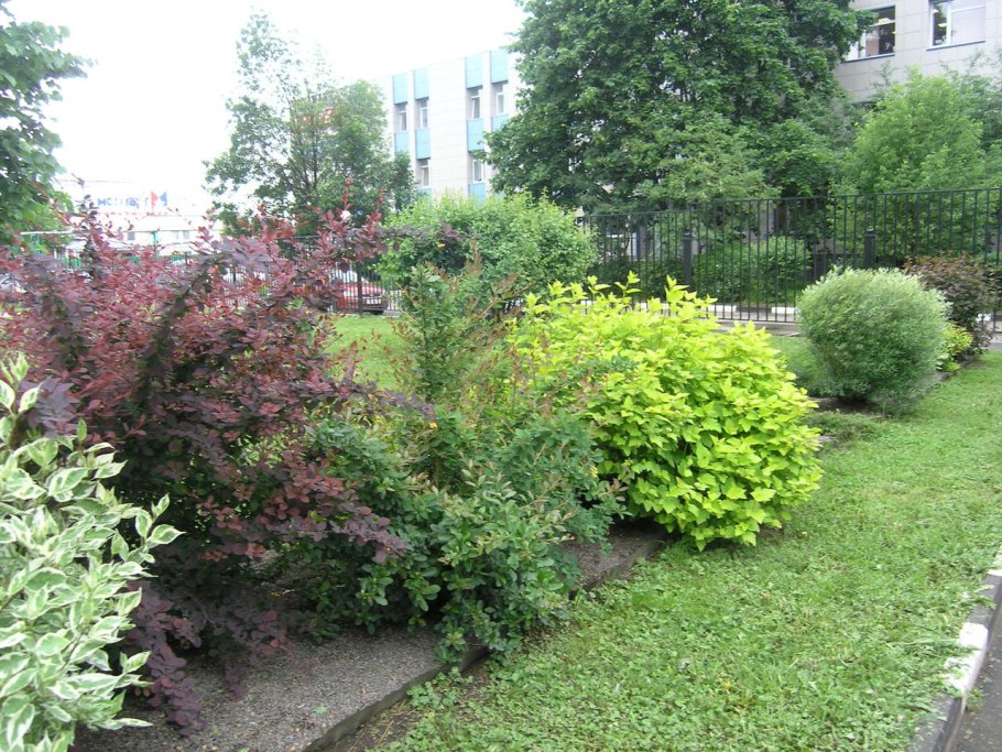 Спирея Голдфлейм изгородь