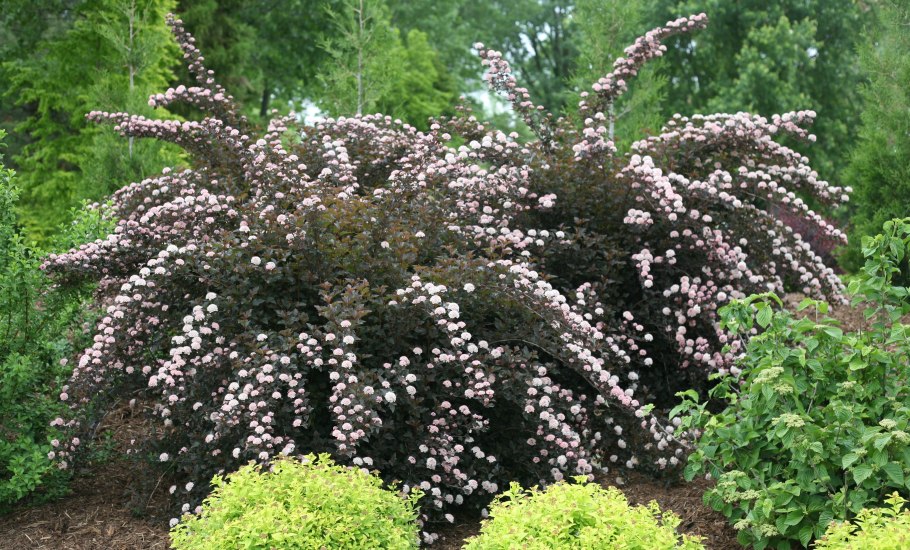 Пузыреплодник в снегу