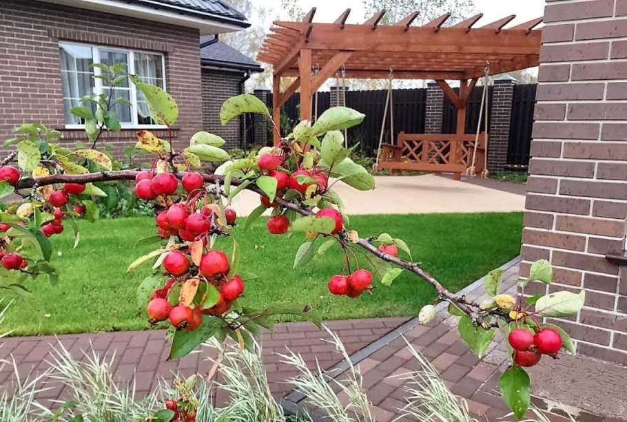 Пальметта яблоня полукультурка