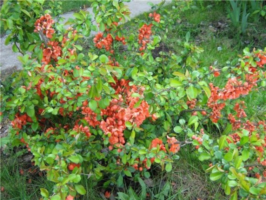 Айва японская sargentii