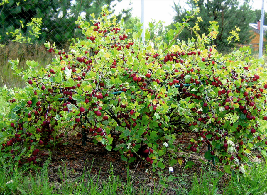 Калина обыкновенная xanthocarpum