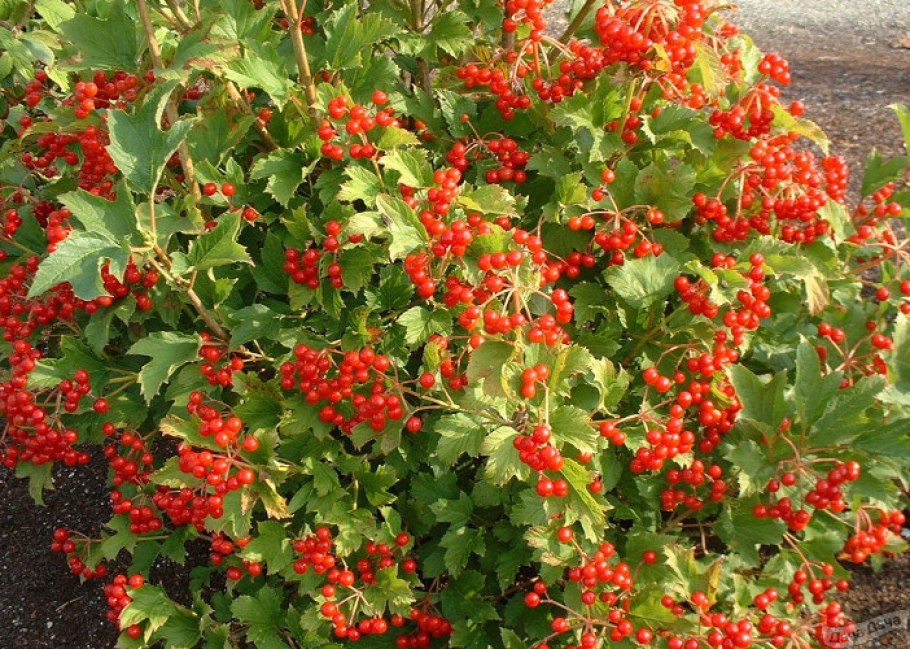 Айва (хеномелес) японская