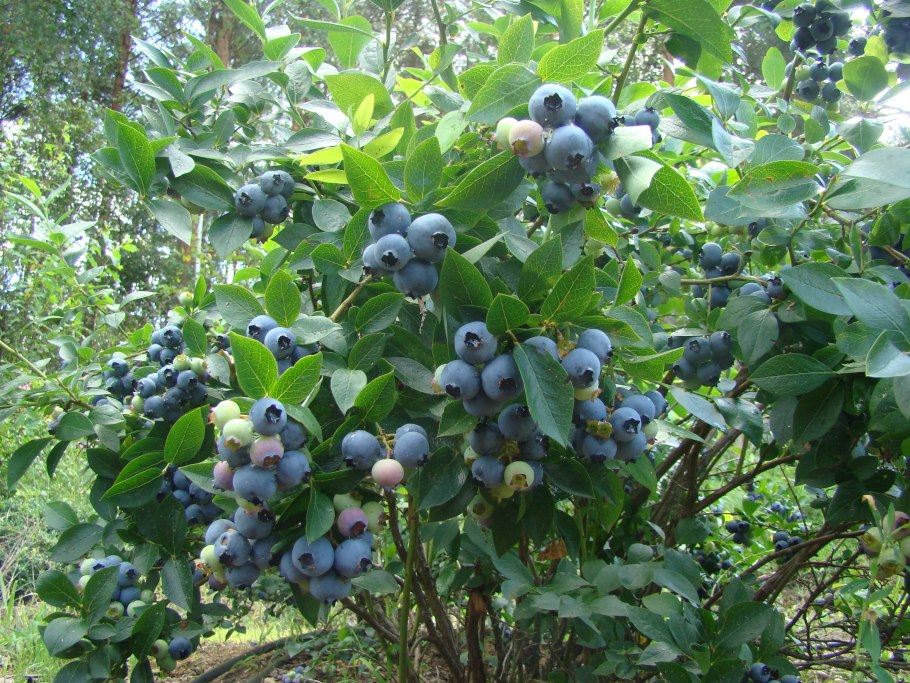 Груша Велеса